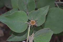 Decaschistia crotonifolia